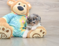 5 week old Shih Poo Puppy For Sale - Florida Fur Babies