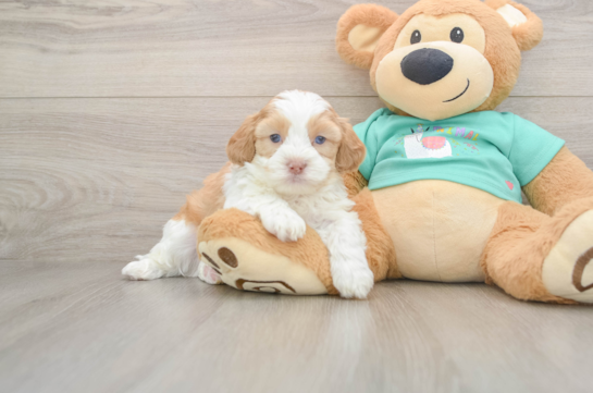 Best Shih Poo Baby