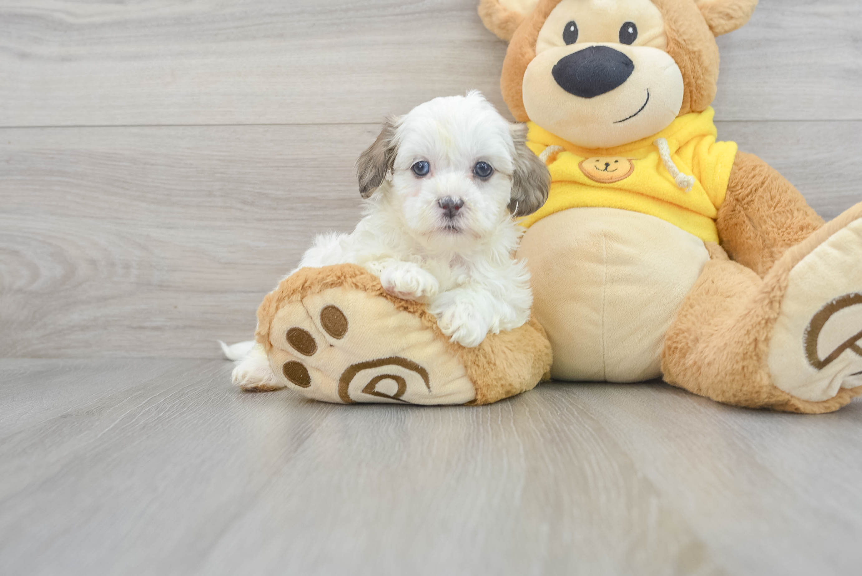 Mini teddy bear puppies for sale hot sale near me