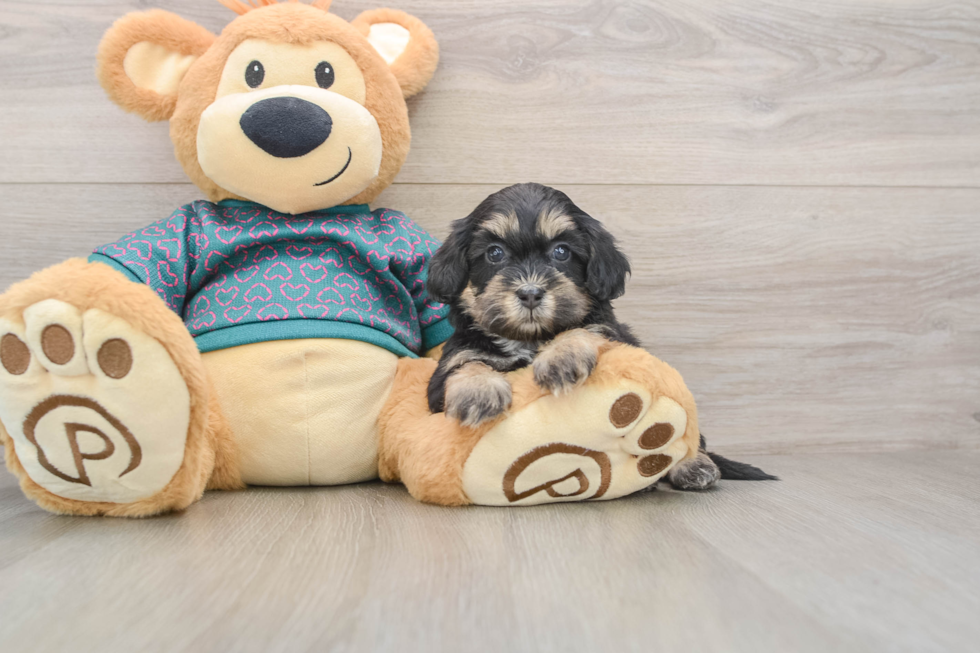 Shih Poo Puppy for Adoption