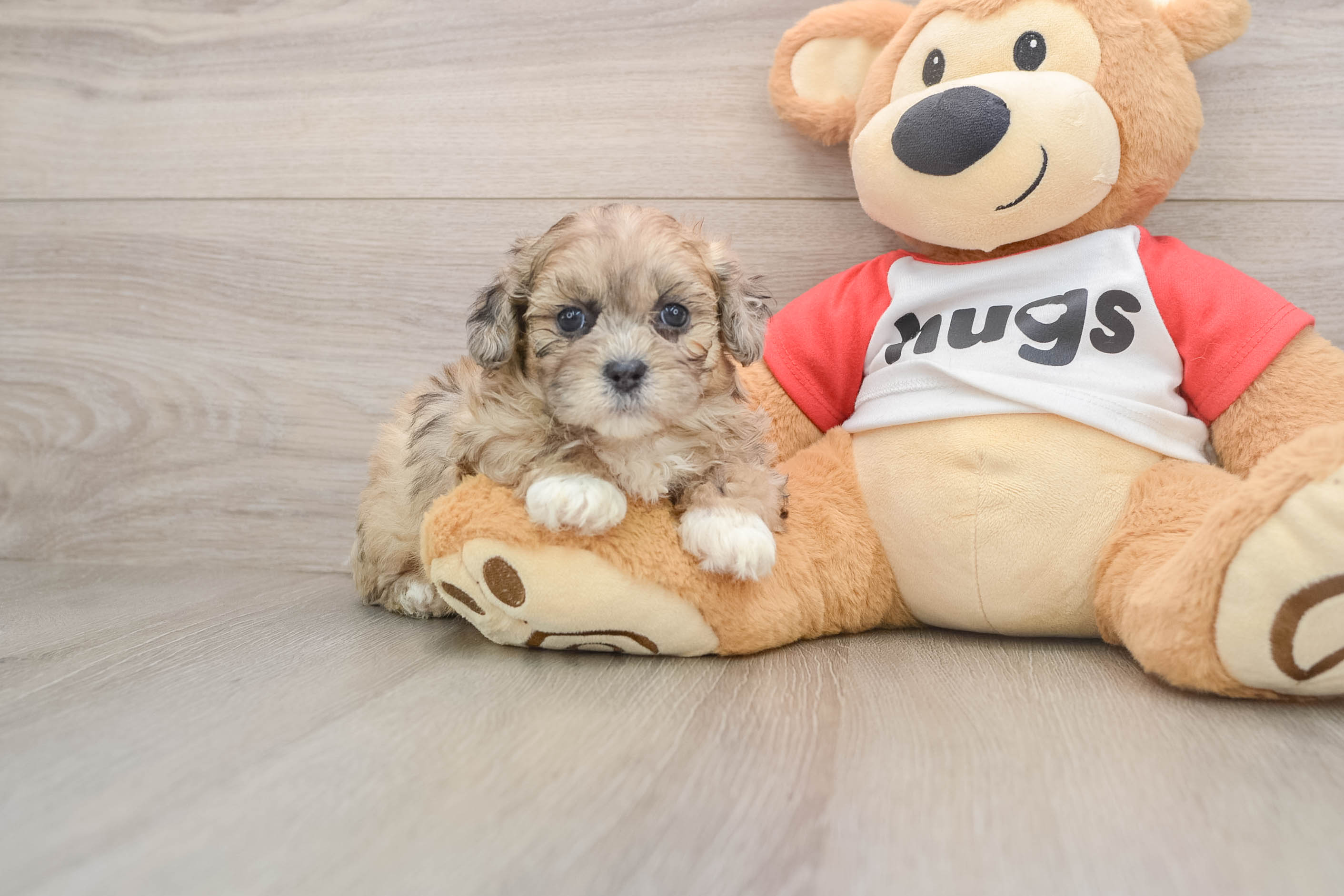 Friendly Shih Poo Baby