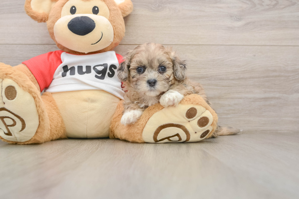 Best Shih Poo Baby