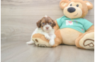 Shih Poo Pup Being Cute