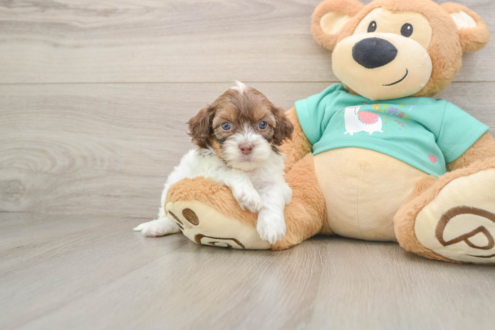 Shih Poo Pup Being Cute