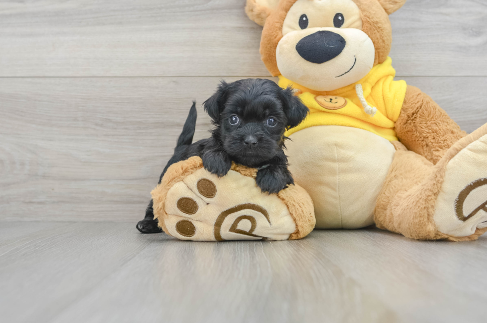 5 week old Shih Poo Puppy For Sale - Florida Fur Babies