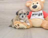 8 week old Shih Poo Puppy For Sale - Florida Fur Babies