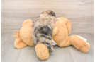 Adorable Shihpoo Poodle Mix Puppy