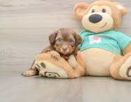 9 week old Shih Poo Puppy For Sale - Florida Fur Babies
