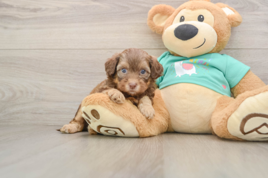 Shih Poo Puppy for Adoption
