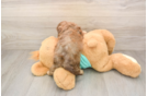 Best Shih Poo Baby