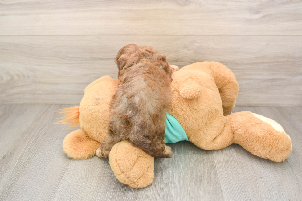 Best Shih Poo Baby