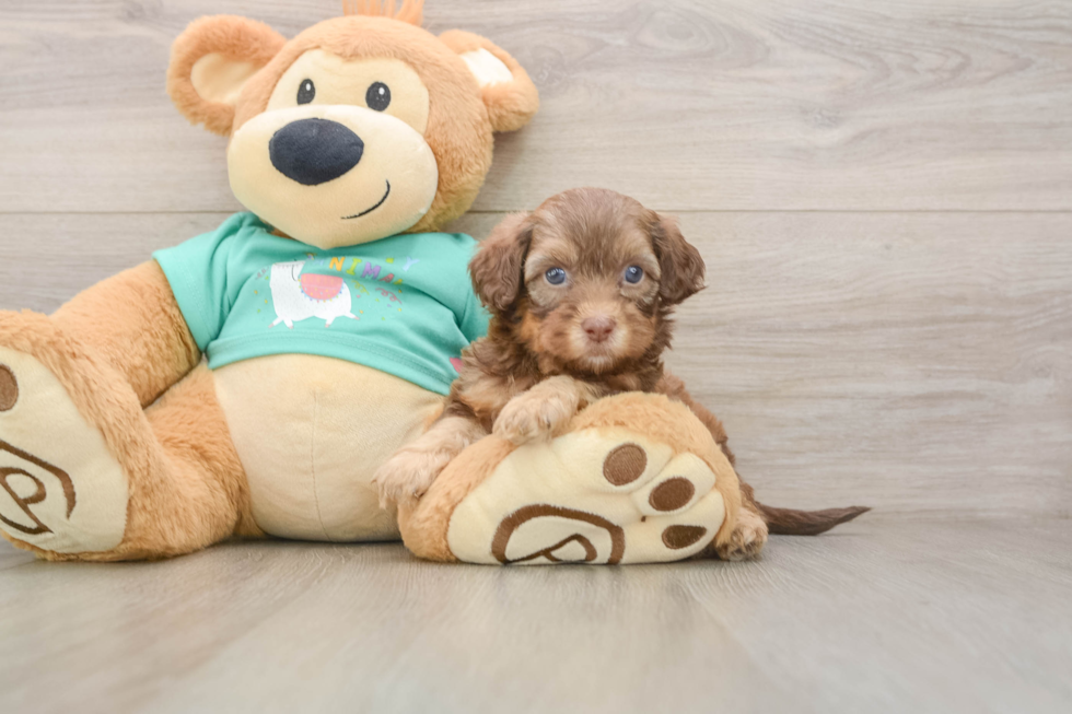 Happy Shih Poo Baby