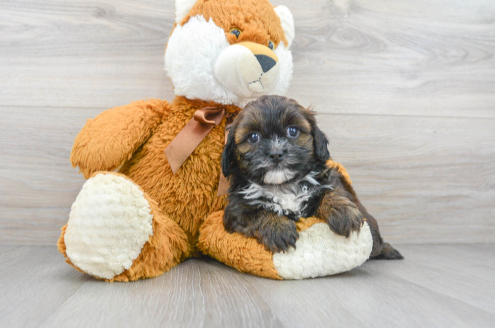 teacup shih poo puppies