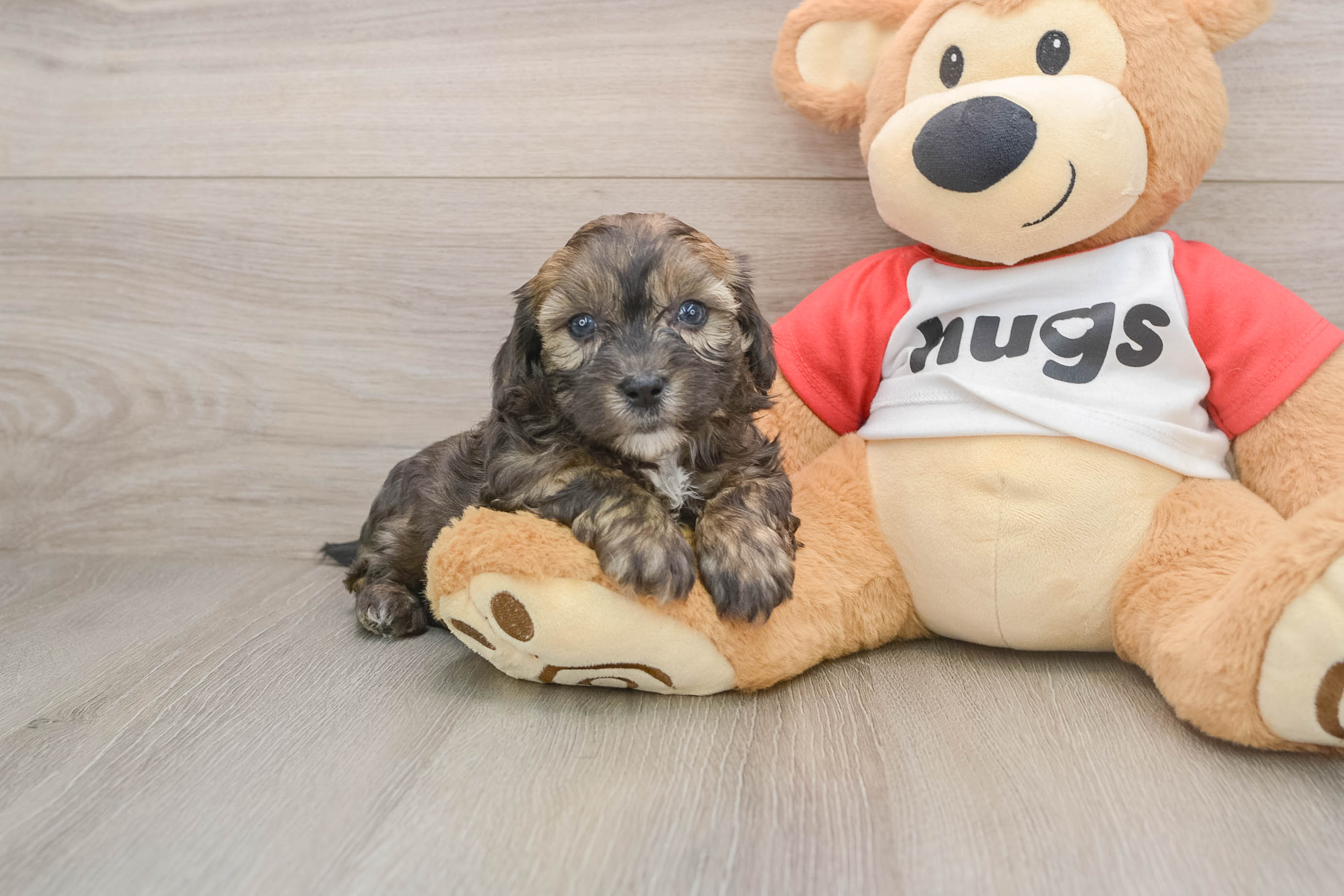Shih Poo Puppy for Adoption
