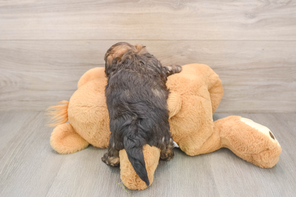 Energetic Shih Poo Poodle Mix Puppy
