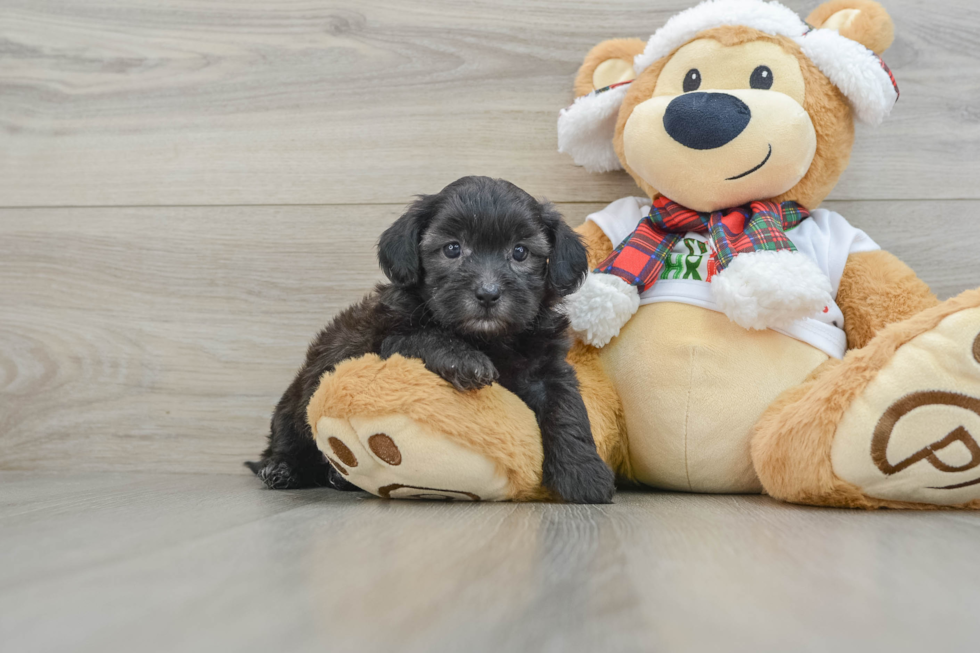 Playful Shihpoo Poodle Mix Puppy