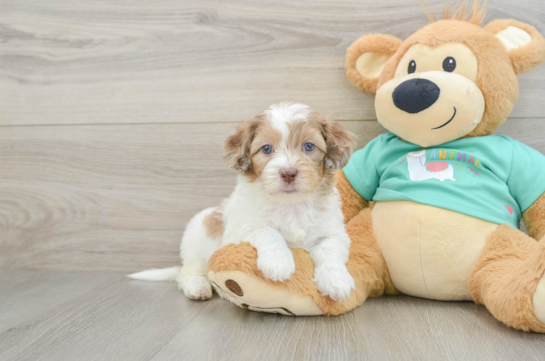 Best Shih Poo Baby
