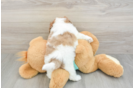 Shih Poo Puppy for Adoption