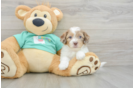 Best Shih Poo Baby