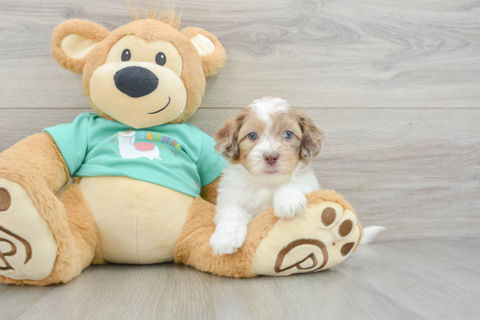 Best Shih Poo Baby