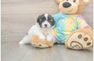 Best Shih Poo Baby