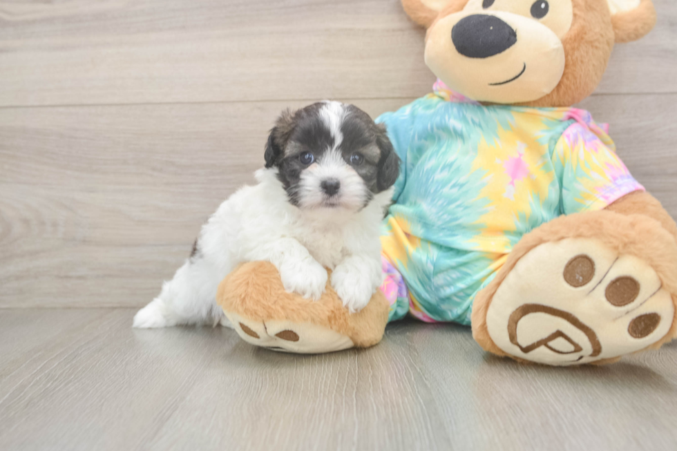 Best Shih Poo Baby