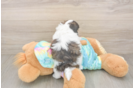 Shih Poo Pup Being Cute