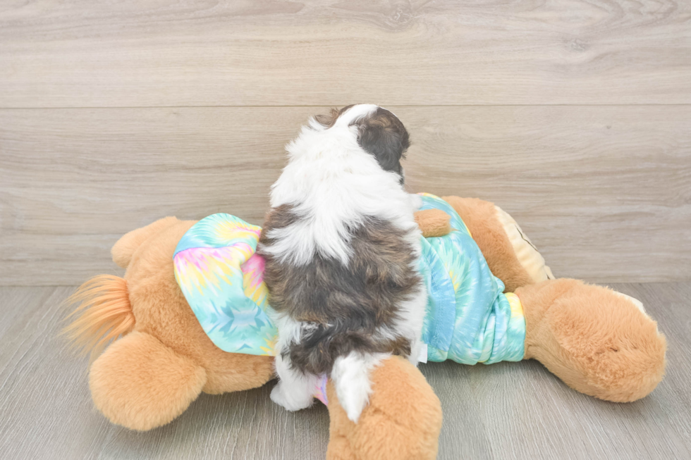 Shih Poo Pup Being Cute