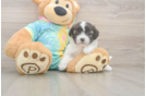 Playful Shih Poo Poodle Mix Puppy