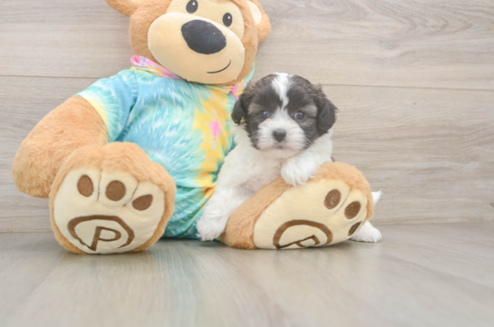 Playful Shih Poo Poodle Mix Puppy