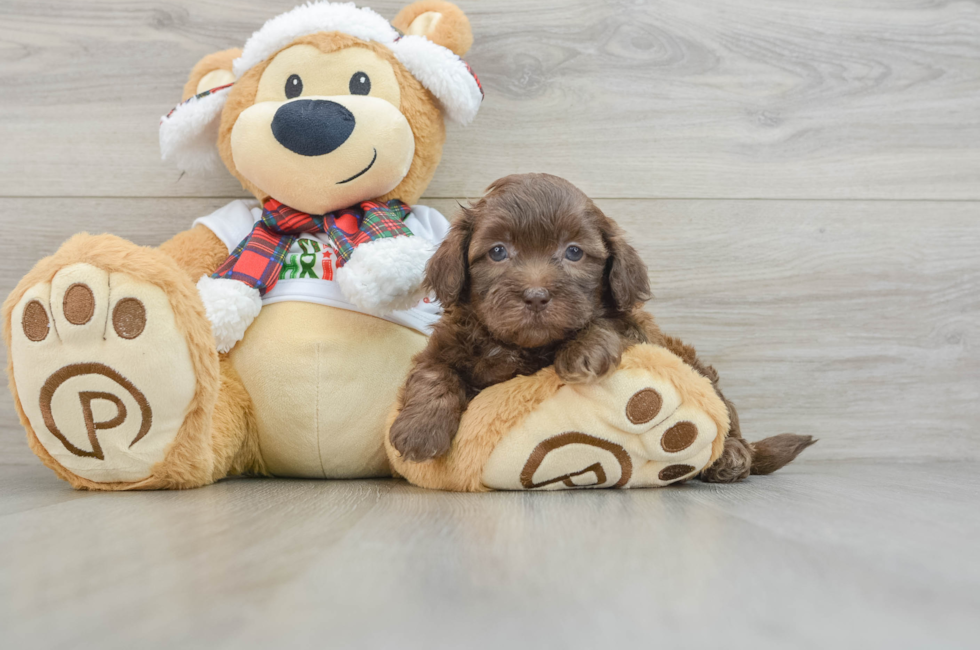 5 week old Shih Poo Puppy For Sale - Florida Fur Babies