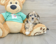 6 week old Shih Poo Puppy For Sale - Florida Fur Babies