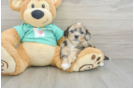 Best Shih Poo Baby