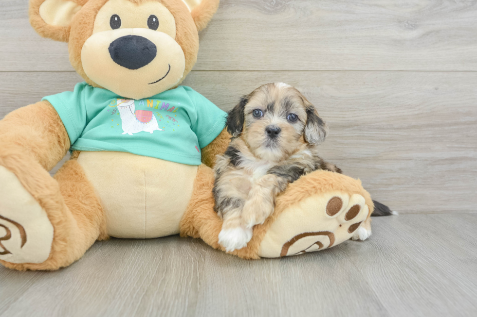 Best Shih Poo Baby