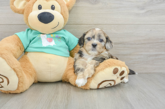 Best Shih Poo Baby
