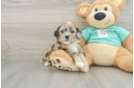 Sweet Shih Poo Baby