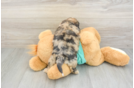 Shih Poo Puppy for Adoption