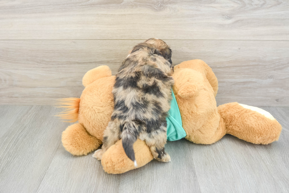 Shih Poo Puppy for Adoption
