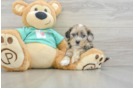Playful Shihpoo Poodle Mix Puppy