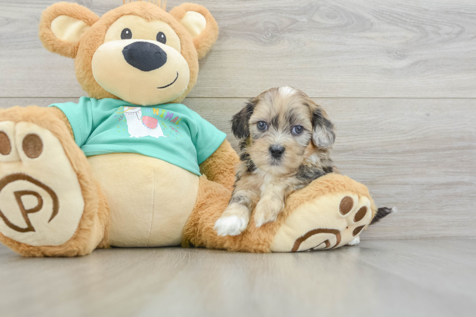 Playful Shihpoo Poodle Mix Puppy