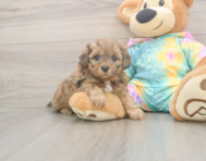 7 week old Shih Poo Puppy For Sale - Florida Fur Babies