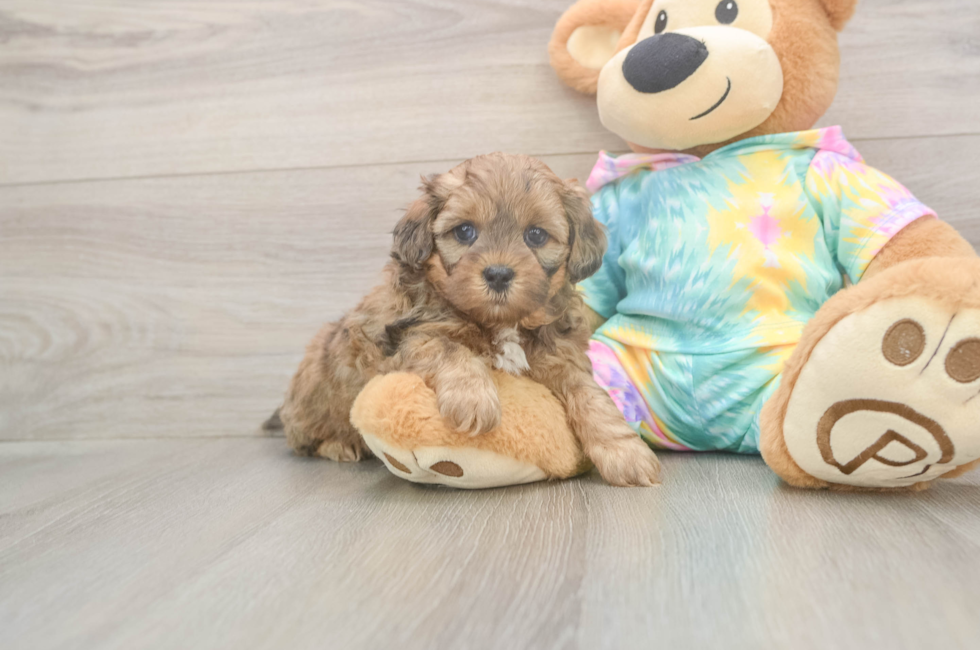 5 week old Shih Poo Puppy For Sale - Florida Fur Babies