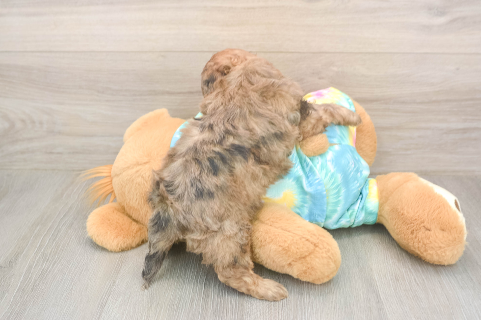 Shih Poo Puppy for Adoption