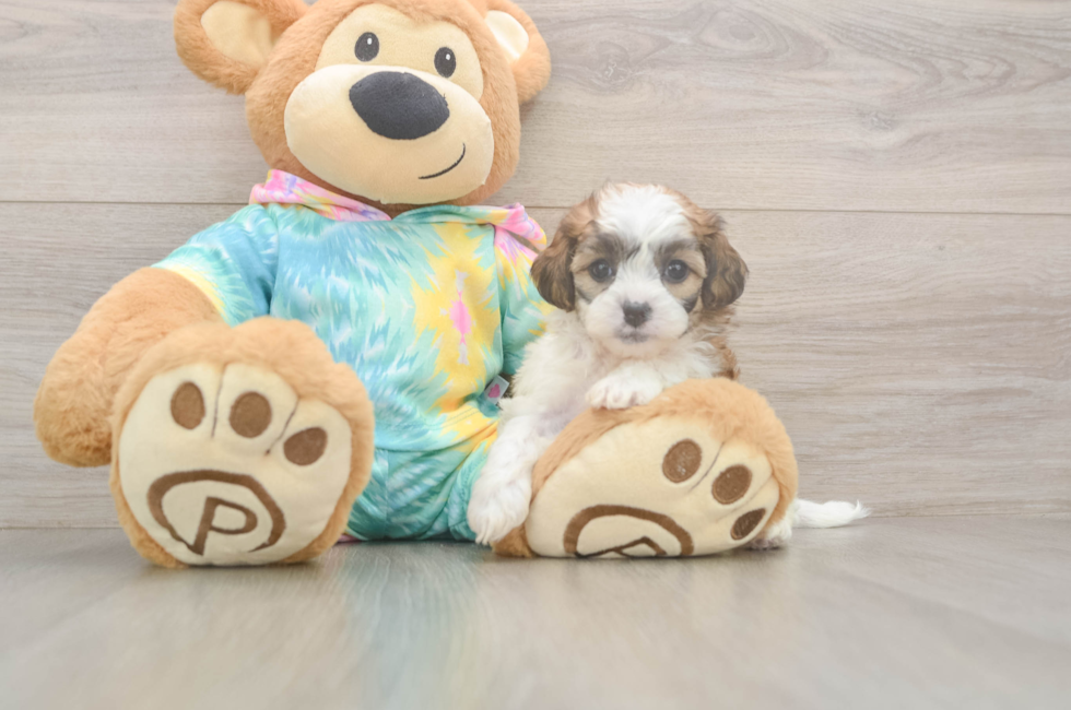 5 week old Shih Poo Puppy For Sale - Florida Fur Babies