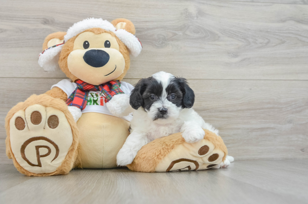 5 week old Shih Poo Puppy For Sale - Florida Fur Babies