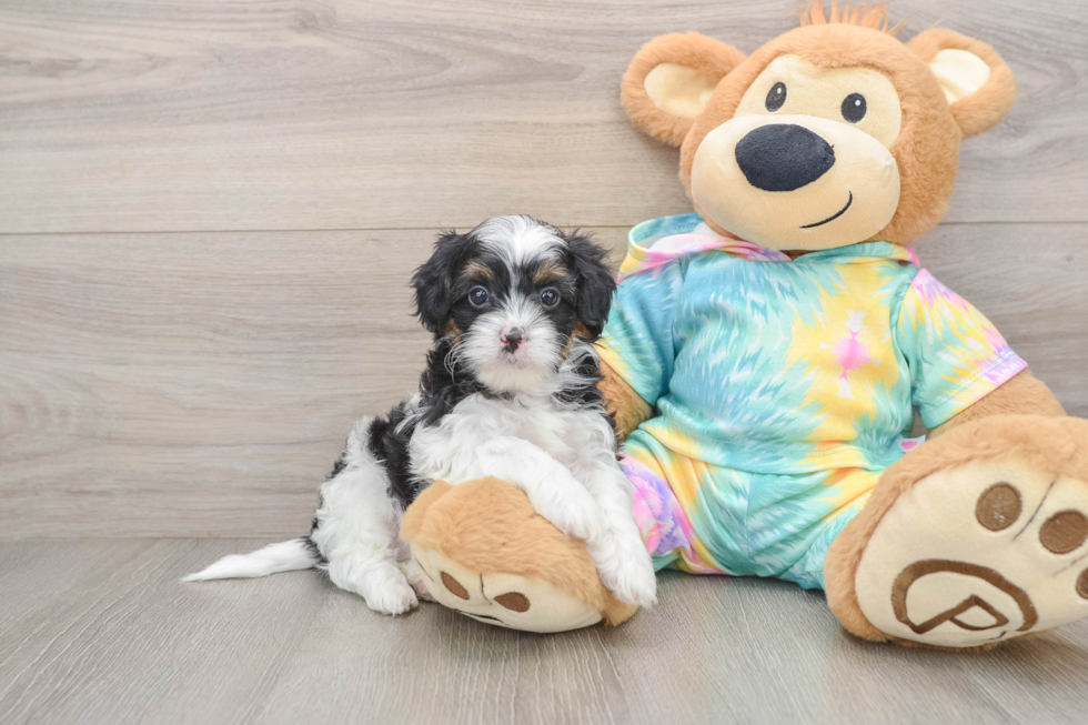 Shih Poo Puppy for Adoption