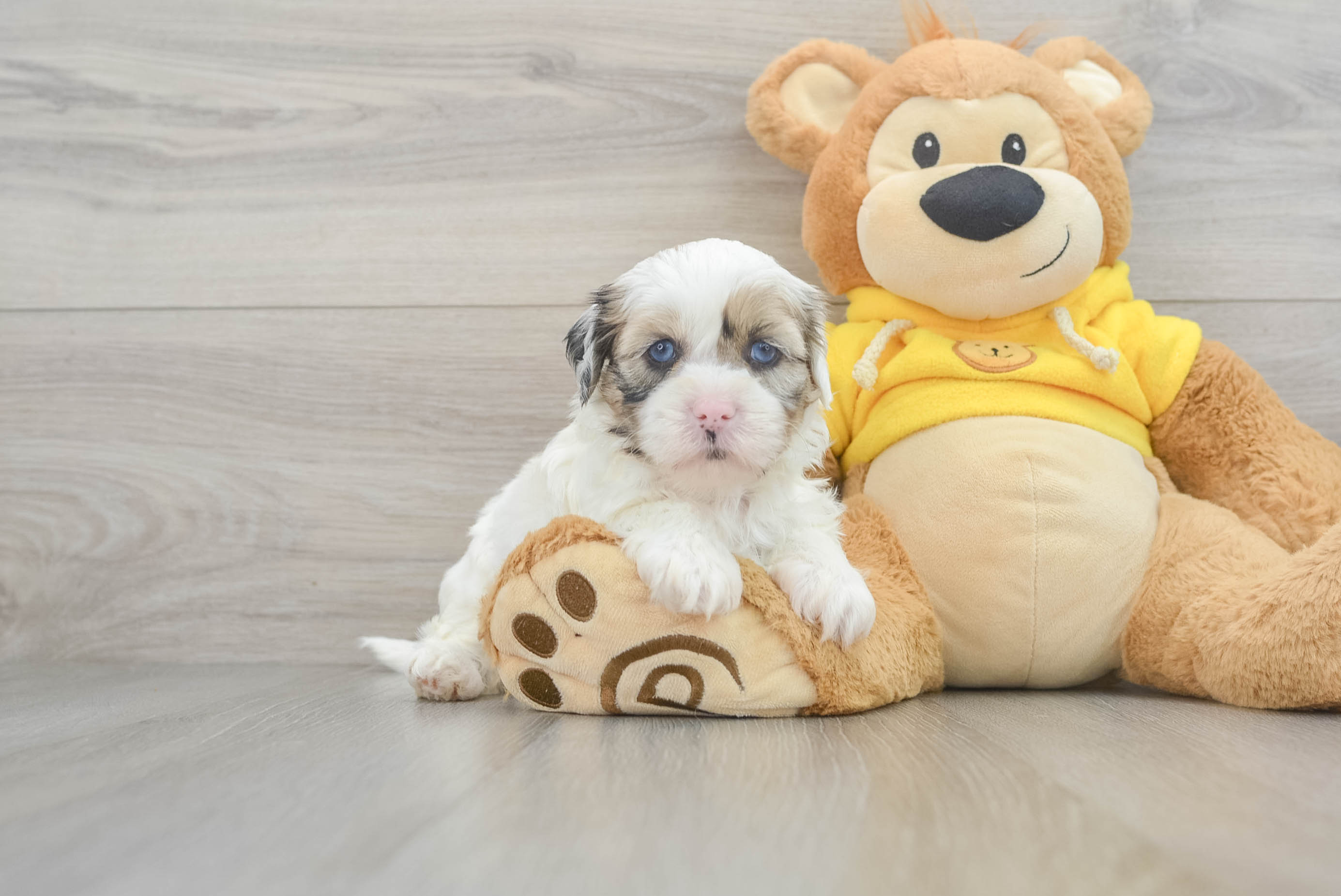 Shih Poo Puppy for Adoption