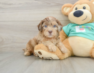 6 week old Shih Poo Puppy For Sale - Florida Fur Babies