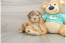 Shih Poo Puppy for Adoption
