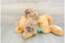Sweet Shih Poo Baby
